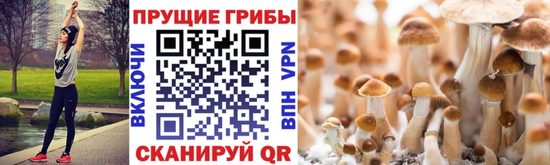 mega зеркало  наркотики  Александровск  Галлюциногенные грибы мицелий 